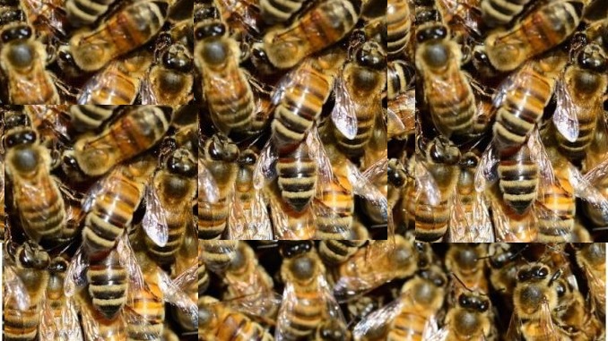Рој пчели убија човек а вкупно тројца пожарникари се во болница