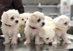 СЕ СОГЛАСУВАТЕ? Кучето е најдобриот пријател кој што човекот може да го има!