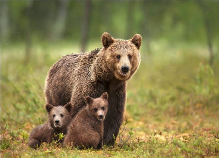 НА КОГО ЛИ МУ ПРЕЧЕЛЕ? Во Македонија се убиени мечка и две мали мечиња