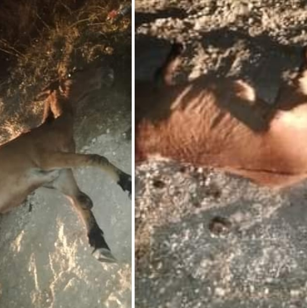 ЖАЛОСНО: Повреден коњ со скршен врат – беспомошно лежи кај Плетвар