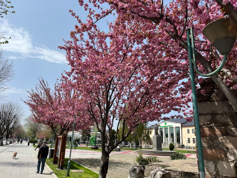 Пролетна магија во Прилеп! Расцветаните јапонски цреши – симбол на новата пролет во градот под Марковите Кули