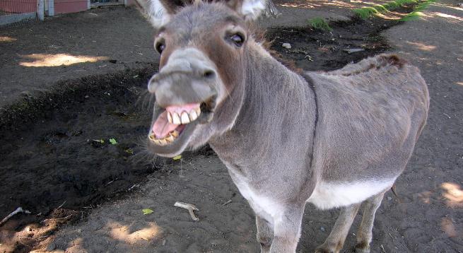 Сообраќајна незгода помеѓу полициско возило и запрежно возило управувано од магаре