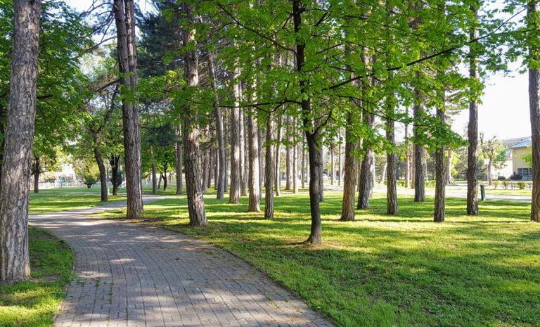 Човек се заглави на дрво во битолскиот градски парк – го спасија битолските пожарникари