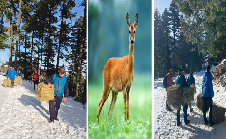 И нив им треба храна! Денес на Пелистер се изврши процес на прихрана на дивите животни кои живеат во овој Национален Парк