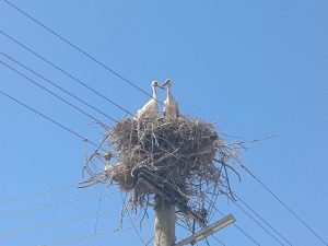 Тажна глетка од с.Боротино! Сите штркови одлетале, а две мали штркчиња останале сами